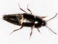 Tachinus rufipes